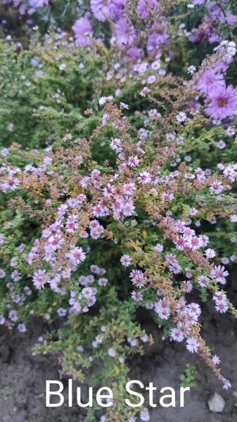 Blue Star Ērikveida (aster ericoides)