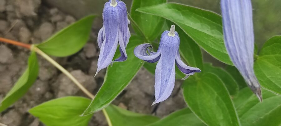 Blue Ribbon -vesellapu m. (clematis integrifolia)