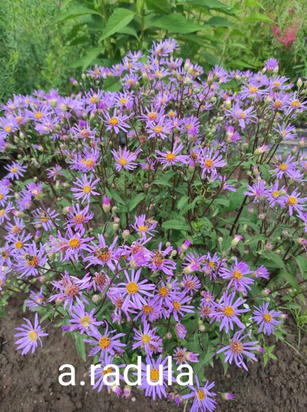 Aster radula –
