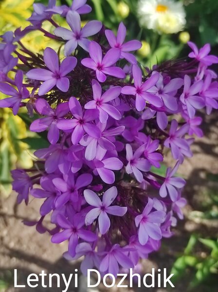 Letnyi Dozhdik Ierobežots daudzums