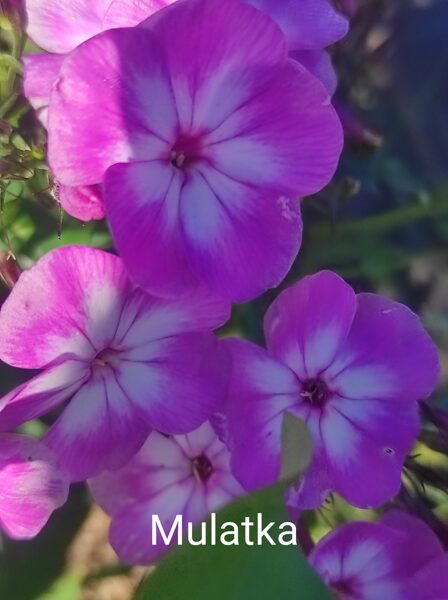 Mulatka