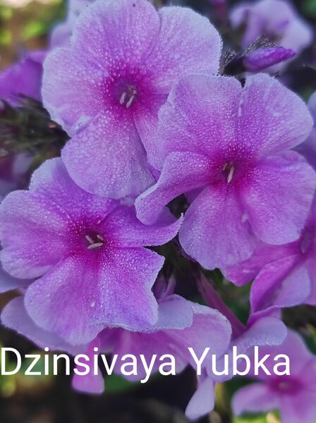 Dzinsovaya Yubochka