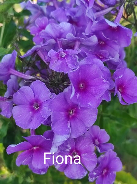 IZPĀRDOTS Fiona