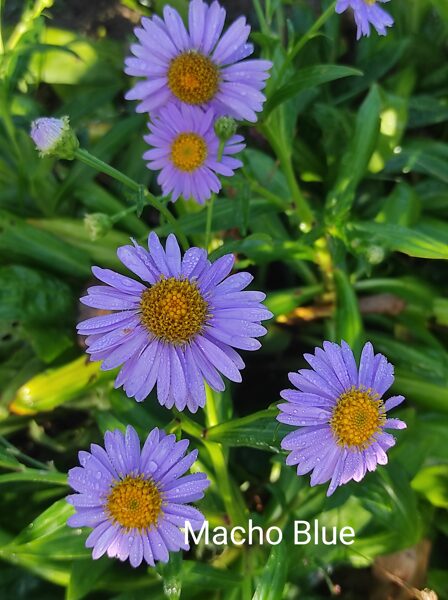 Macho Blue, aster spectabilis (Eurybia)krāšņā ziemastere