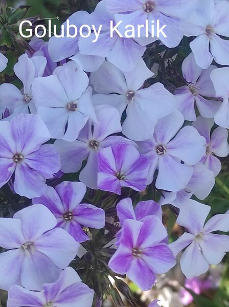 Goluboi Karlik Ierobežotā daudzumā