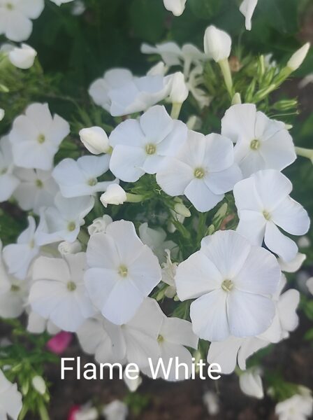 Flame White