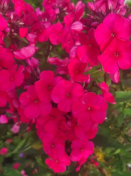 Vladimir Vysockyi Ierobežotā daudzumā