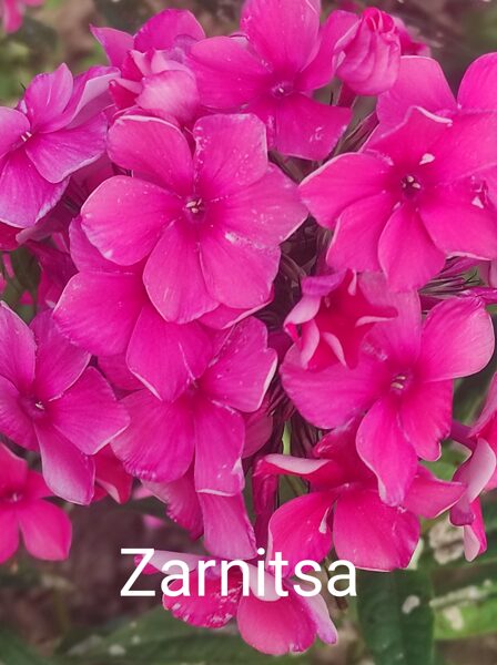 Zarnitsa