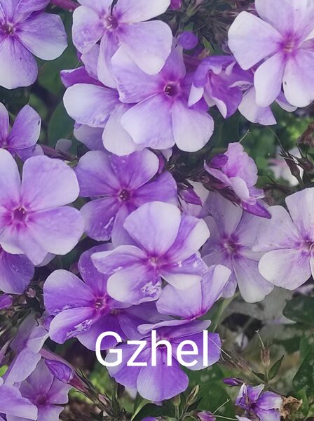Gzhel