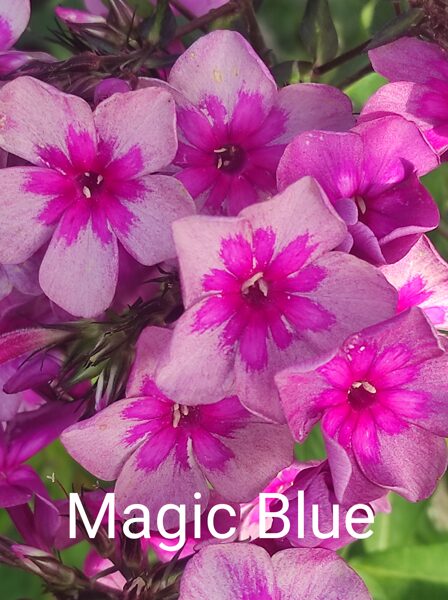 Magic Blue