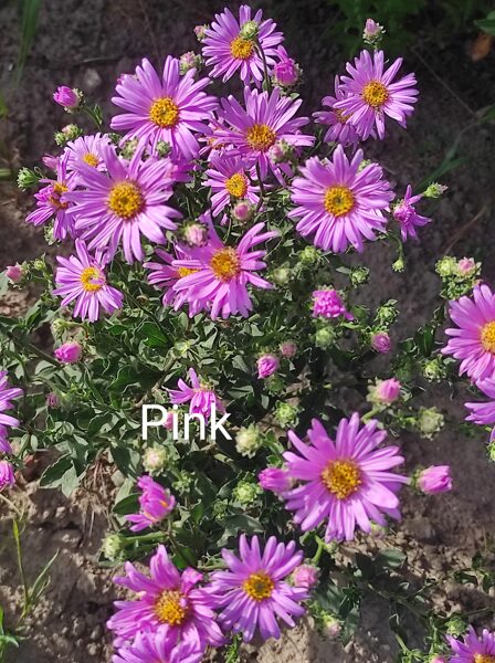 Rosa Erfüllung syn. Pink Zenith a.amellus  - virsāju z.