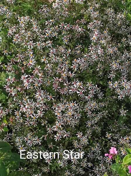 Eastern Star Izplestā ziemastere (a.divaricatus)