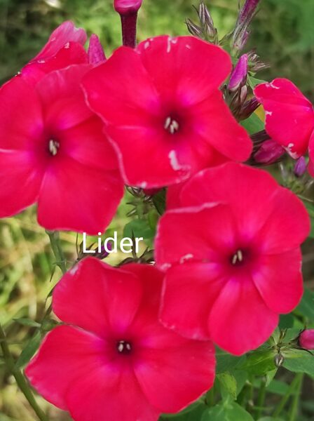 Lider Ierobežots daudzums