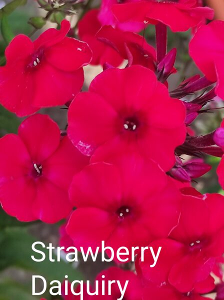 Strawberry Daiquiry