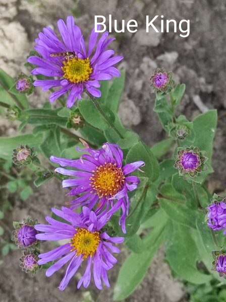 Blue King a.amellus, virsāju z.