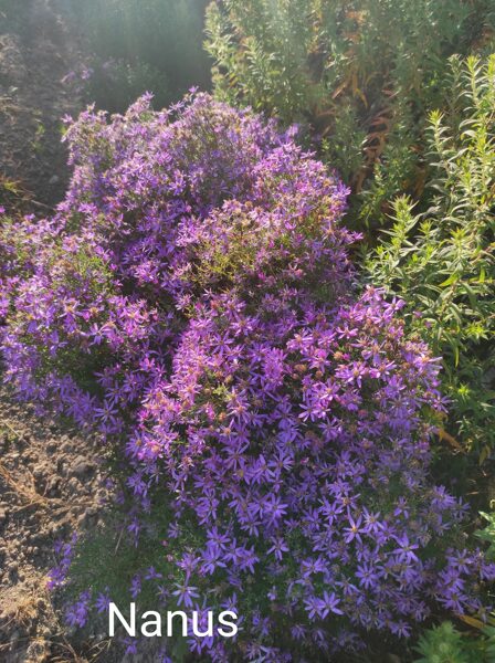   Nanus  - aster sedifolius, laimiņlapu (syn. bultlapu) ziemastere  
