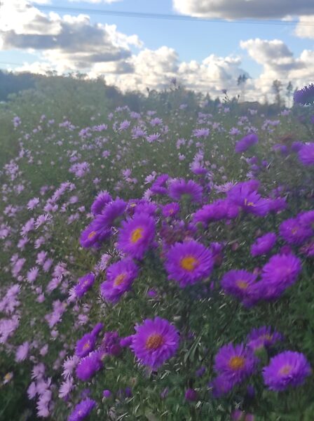 Royal Velvet –a. novi-belgii