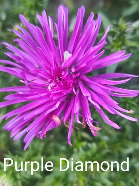 Purple Diamond a.dumosus