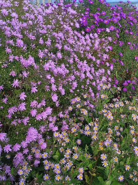 Rosenquarz Jaunbeļģijas (aster novi-belgii)