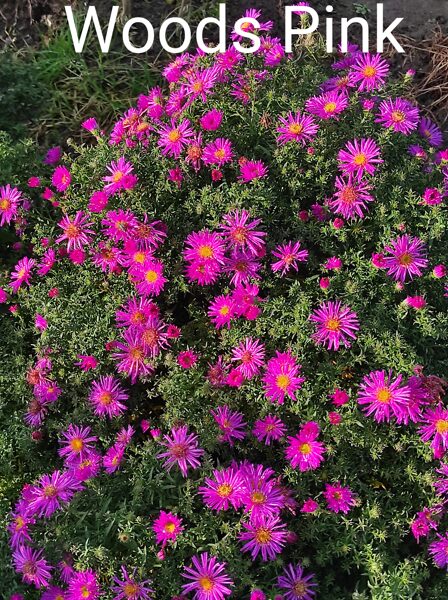 Woods Pink a.dumosus