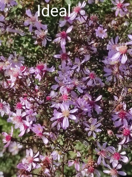 Ideal Sirdslapu ziemastere (aster cordifolius)