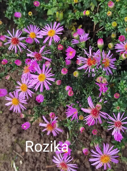 Rozika. a.dumosus
