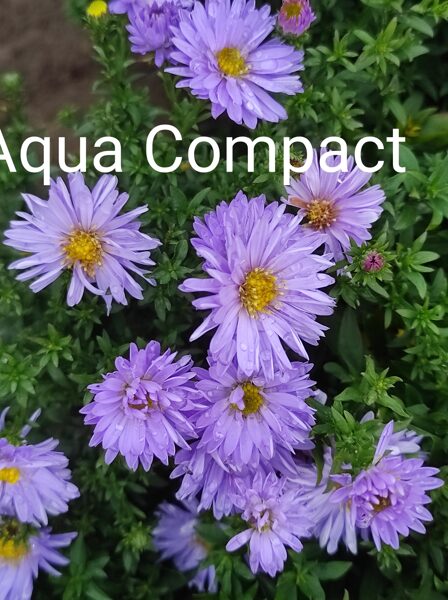 Aqua Compact a.dumosus