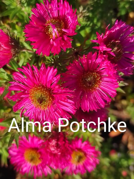 Alma Potchke   aster novae angliae