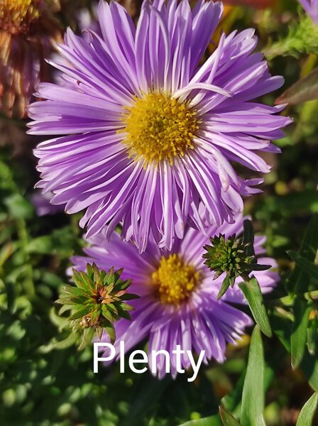 Plenty   a.novi-belgii.