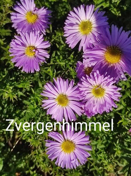 Zwergenhimmel a.dumosus