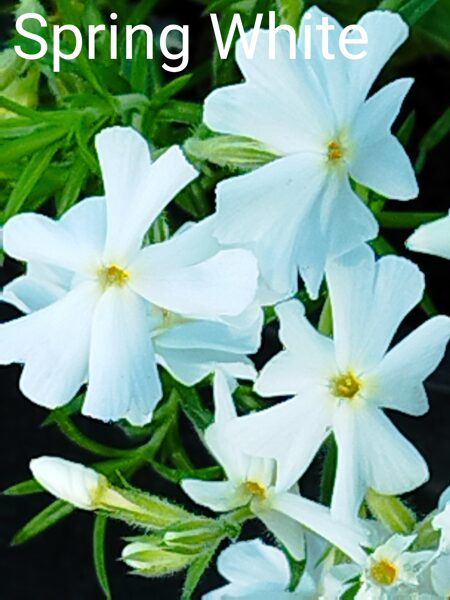 Spring White