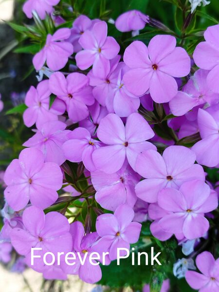 Forever Pink (gludais fl., ph.glaberrima)