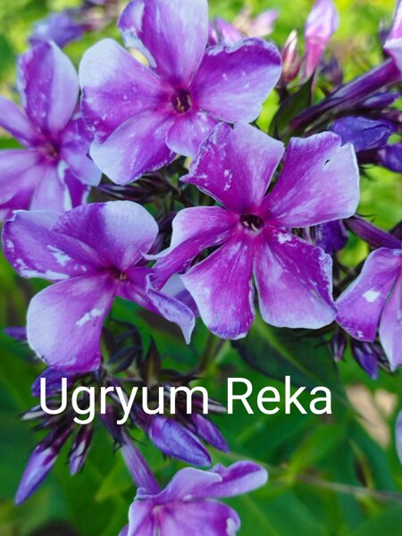 Ugryum Reka