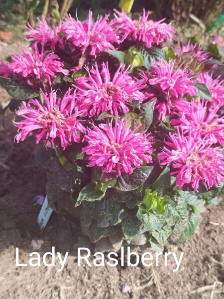 Lady Raslberry