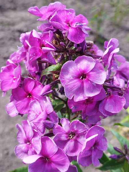 IZPĀRDOTS Vrubel Ierobežotā daudzumā