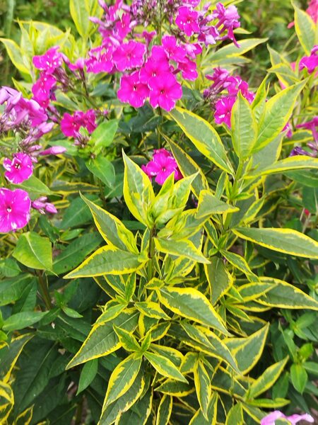 SOLD PĀRDOTS Goldmine