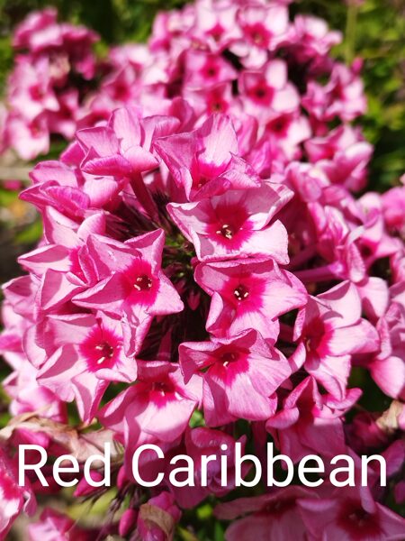Red Caribean