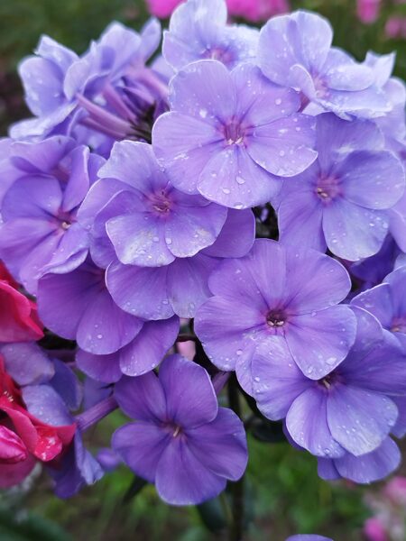 Sweet Summer Ocean   –  syn. Violet Blue,  Ditoocean,