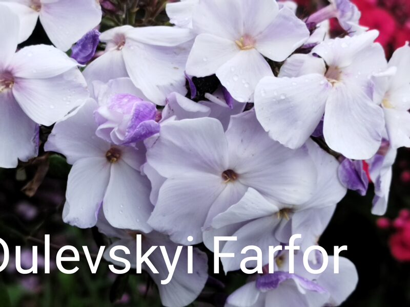 Dulevskyi Farfor