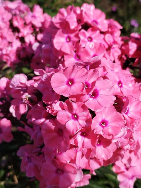 Sweet Summer Dream  Orange Rose, Magical Dream, Ditomdre