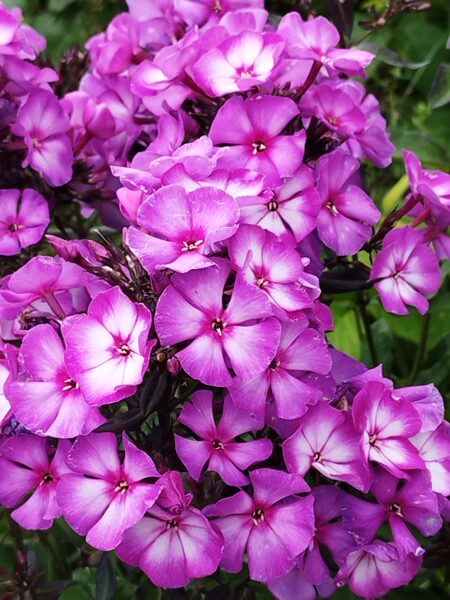 Sweet Summer Fantasy  – syn.Ditpur,