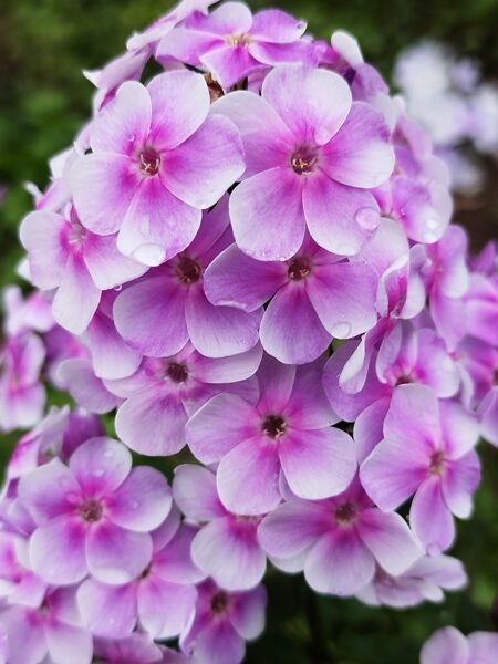 Deniska Rediska Ierobežots daudzums