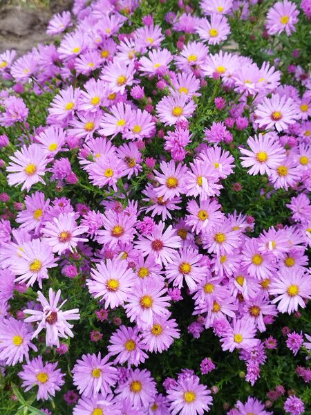 Herbstgruss V.Bresserhof 