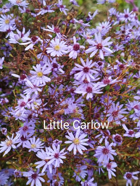 Little Carlow