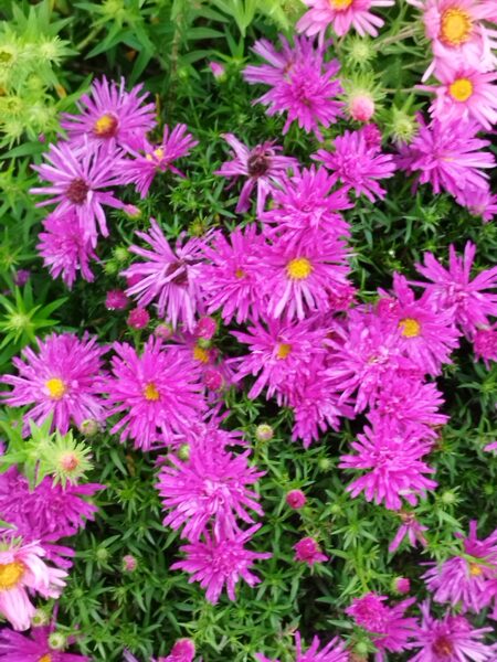 Purple Diamond a.dumosus