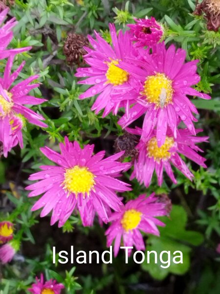 Island Tonga  a.dumosus spilvenveida.z.