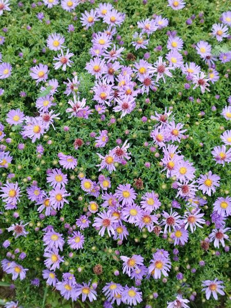 Wood`s Purple, a.dumosus - spilnvenveida ziemastere