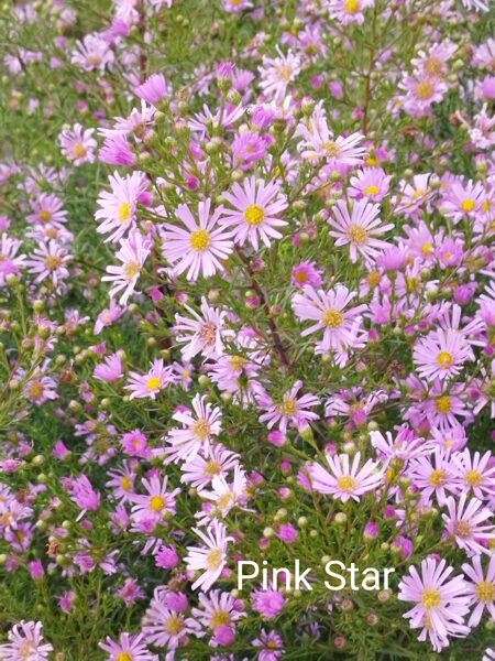 Pink Star Ērikveida (aster ericoides)