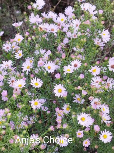 Anja`s Choice a. universum