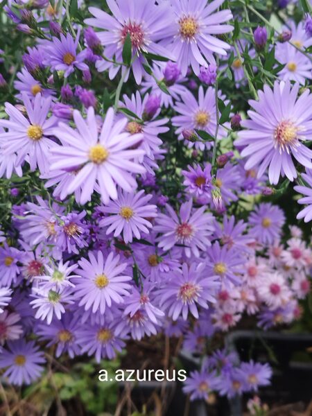 aster azureus